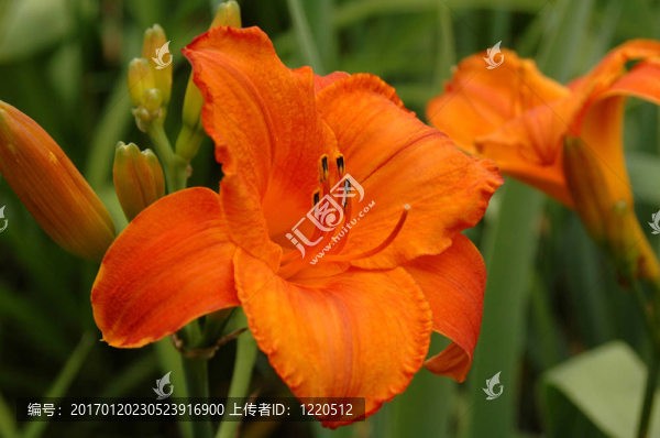 橙色百合