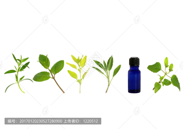 1。草本植物葉的小枝