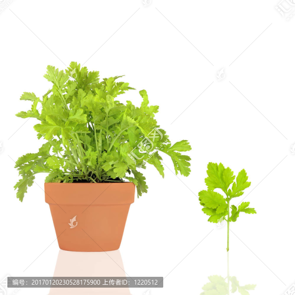 菊科草本植物