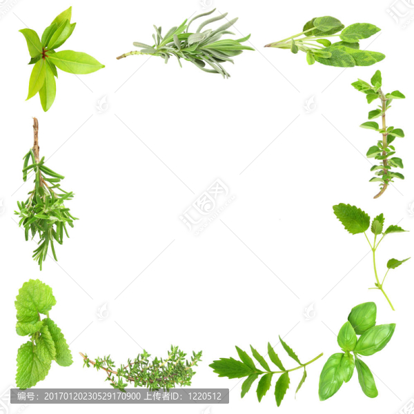 草本植物葉片框架