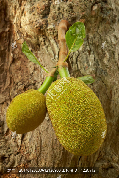 杰克的果實(shí)