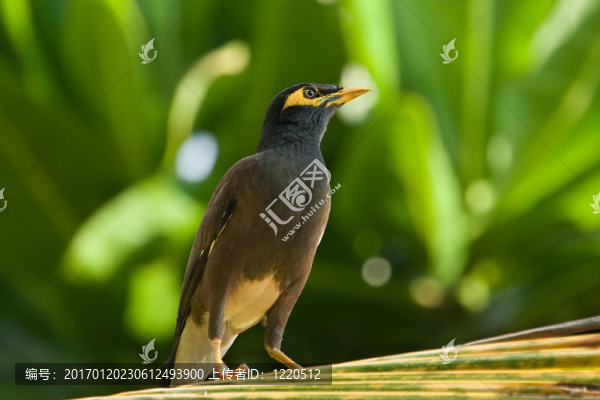 常見的Myna（家八哥）