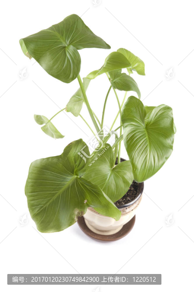 室內(nèi)植物白