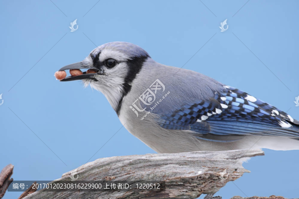 藍鳥吃花生