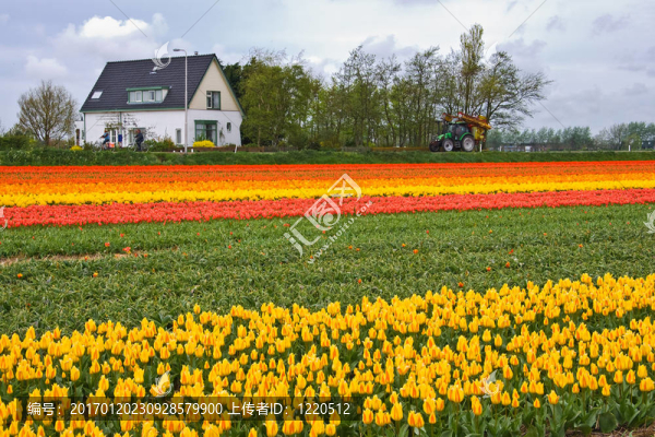 Tulipfield和房子