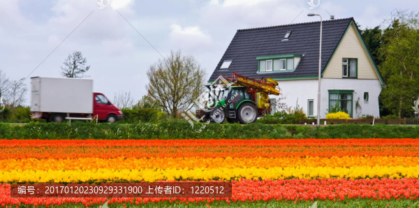 房子和tulipfield