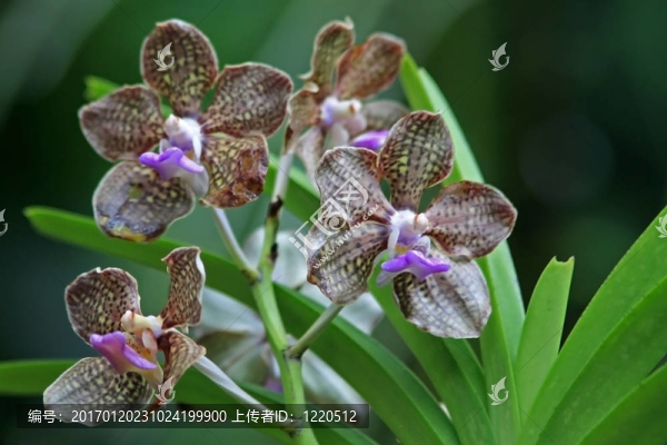 Vanda；蘭