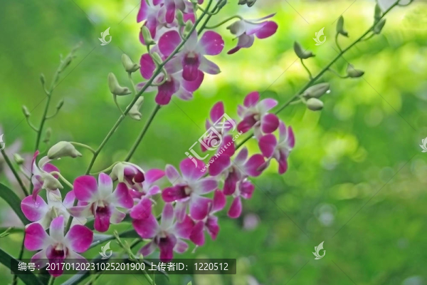 Vanda；蘭