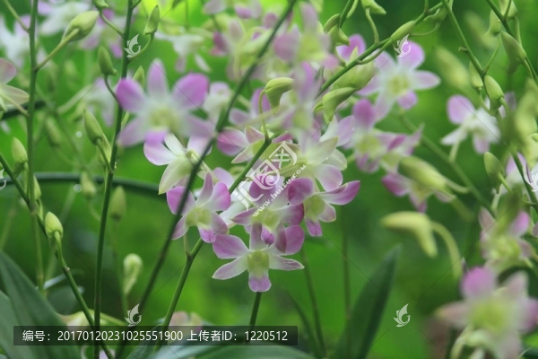 Vanda；蘭
