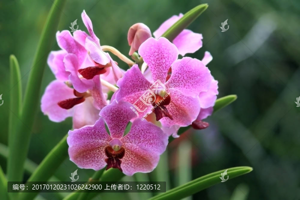Vanda；蘭