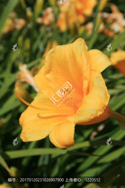 黃花菜的花