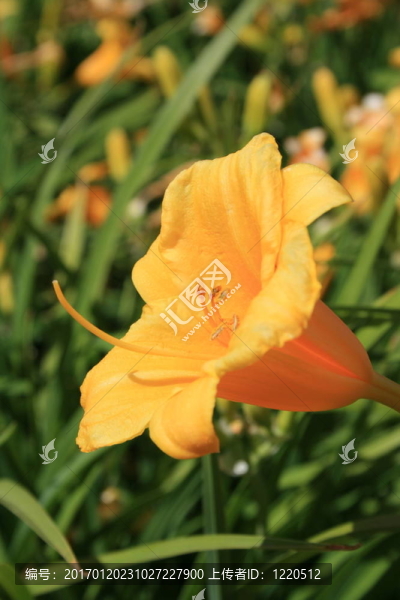 黃花菜的花