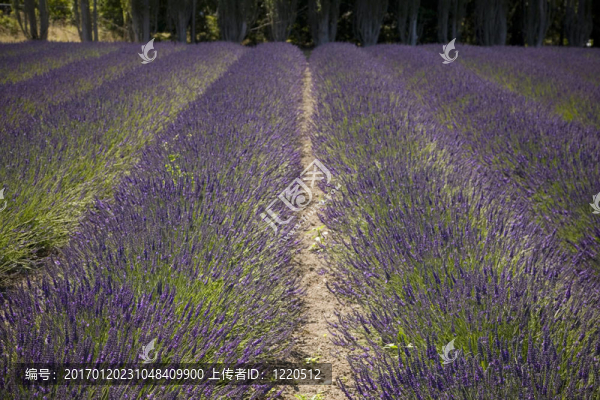 熏衣草農(nóng)場