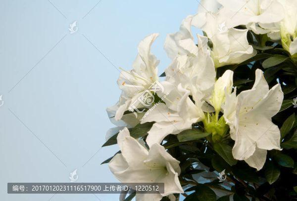 白杜鵑花