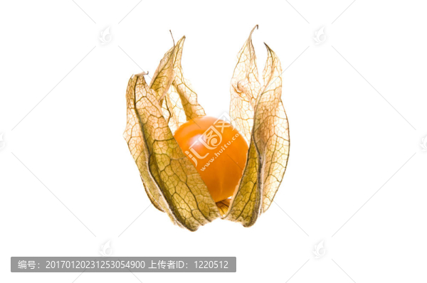 菲莉斯的果實(shí)
