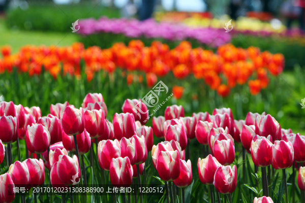 多彩美麗的大自然郁金香-匯圖網(wǎng) www.fosd68.com 多彩美麗的大自然郁金香