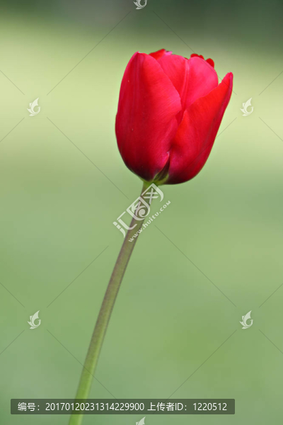 多彩美麗的大自然郁金香