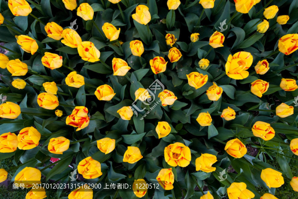 多彩美麗的大自然郁金香