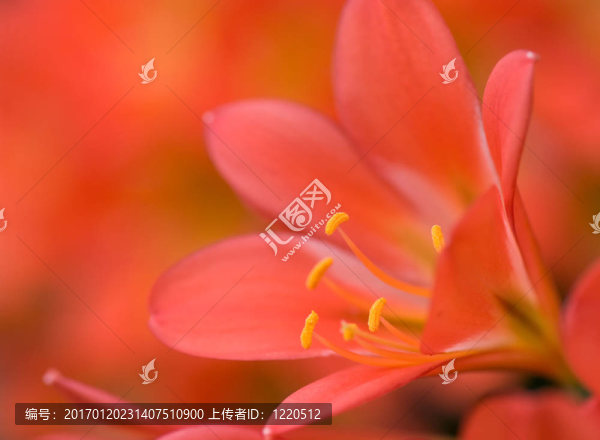 橙紅色