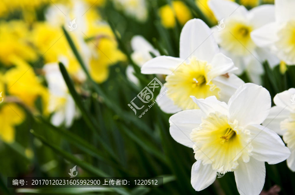 水仙花