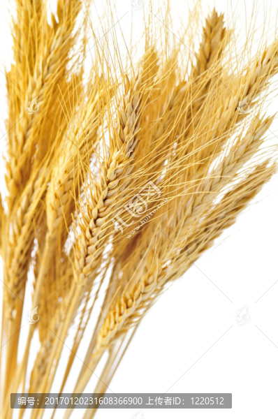 孤立的麥穗-匯圖網(wǎng) www.fosd68.com 孤立的麥穗