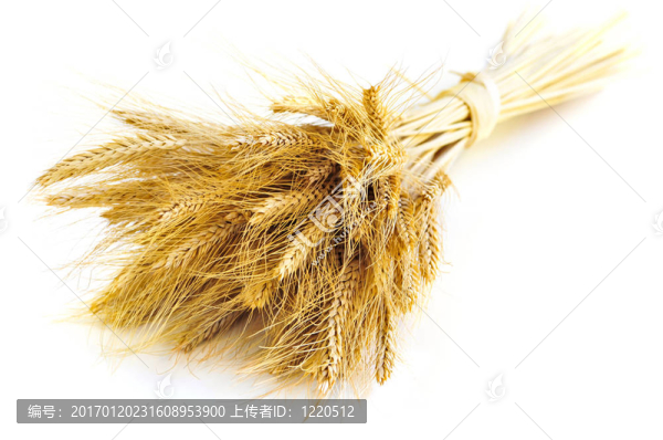 孤立的麥穗