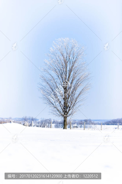 冬天的雪-匯圖網(wǎng) www.fosd68.com 冬天的雪