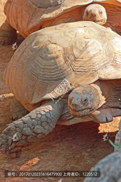 奔跑的烏龜-匯圖網(wǎng) www.fosd68.com 奔跑的烏龜