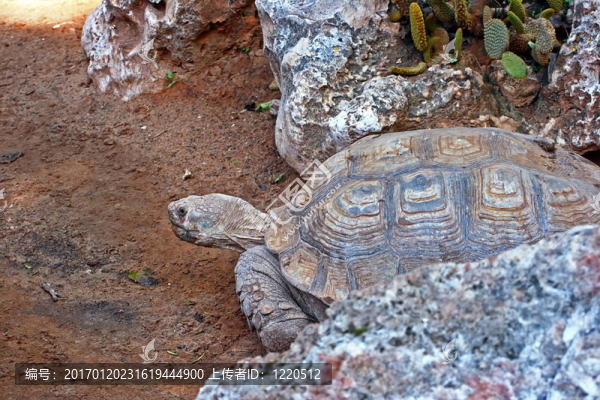 奔跑的烏龜-匯圖網(wǎng) www.fosd68.com 奔跑的烏龜