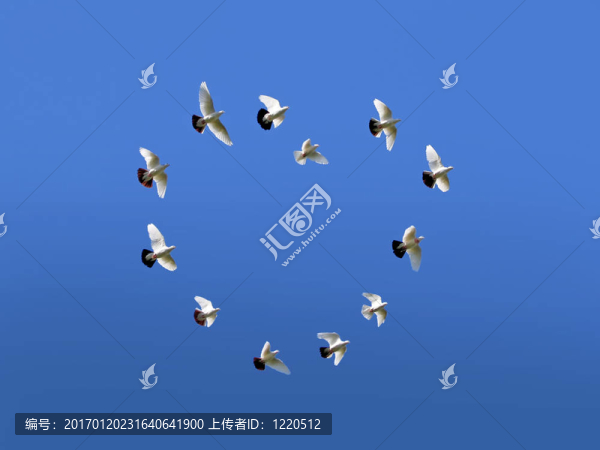 愛和鴿子
