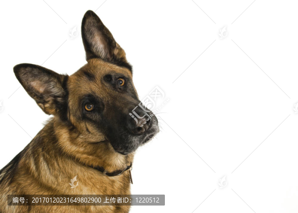 短頭發(fā)德國(guó)牧羊犬
