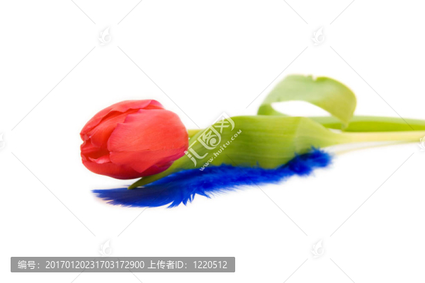 紅色郁金香隔離在WHI