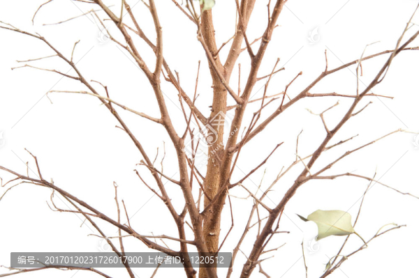 窗口的植物特寫