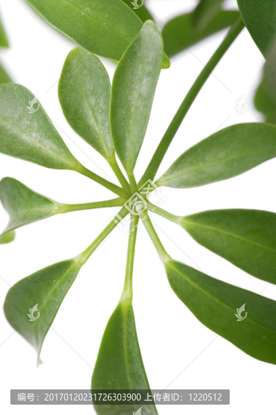 窗口的植物宏觀