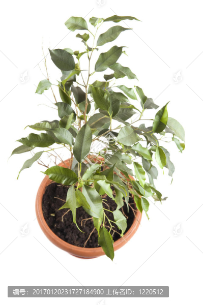 在白色的特寫窗口的植物