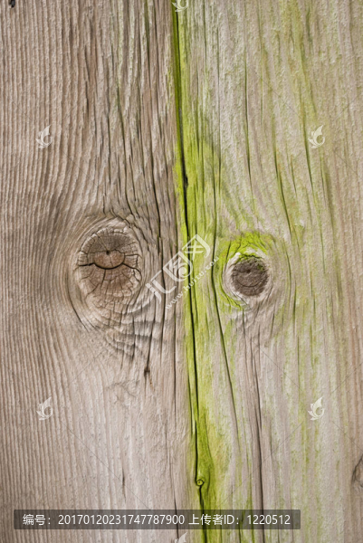 老木-匯圖網(wǎng) www.fosd68.com 老木