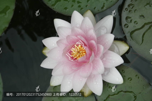 海上升4