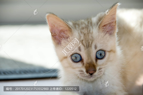 小貓