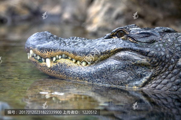 鱷魚-匯圖網(wǎng) www.fosd68.com 鱷魚