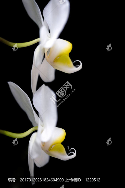 蘭花