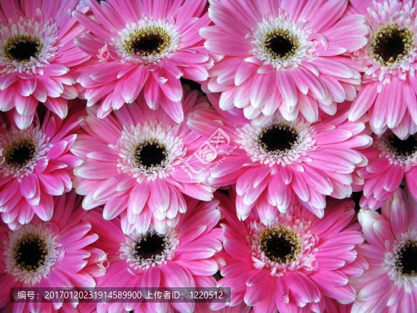 Pink,Gerber花-,BAC