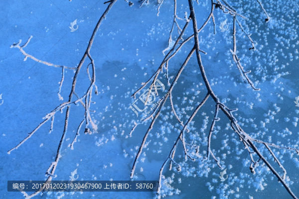 冰河樹枝霧凇