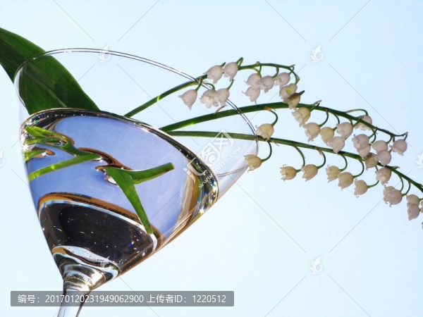 山谷百合花-細(xì)節(jié)