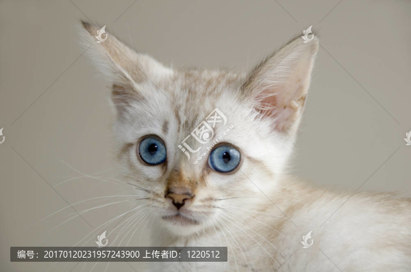 小貓
