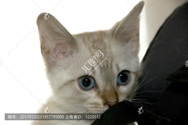 小貓-匯圖網(wǎng) www.fosd68.com 小貓