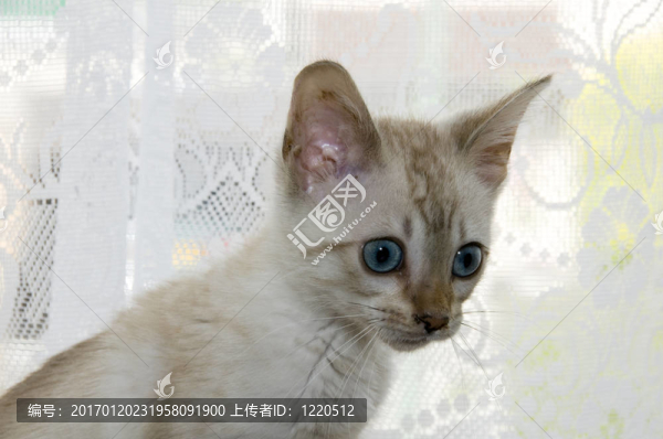 小貓
