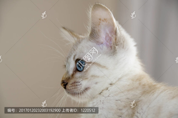 小貓
