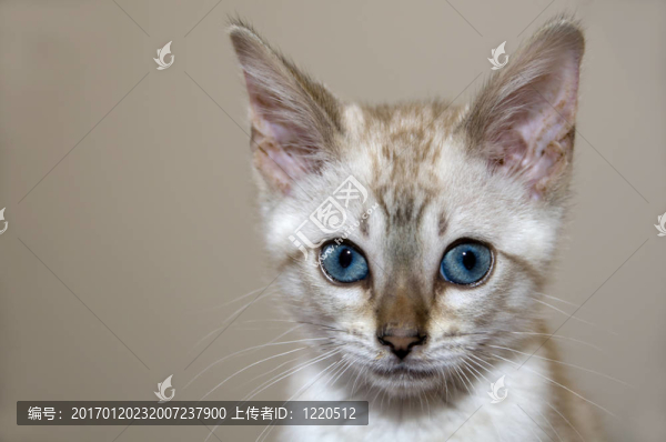 小貓