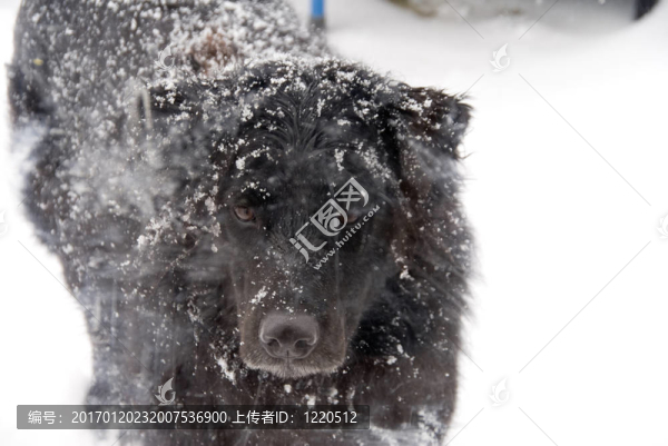 Snow黑實驗室