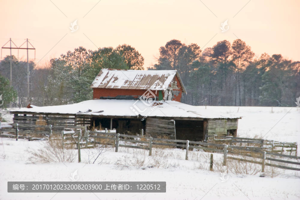 在雪地里穩(wěn)定的馬